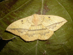Periga circaustralis