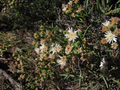 Ruschia multiflora