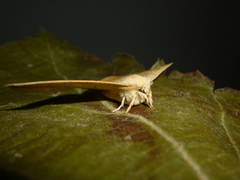 Periga circaustralis