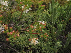 Ruschia multiflora