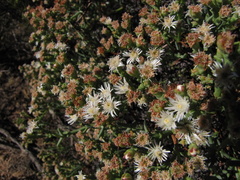 Ruschia multiflora