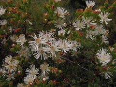 Ruschia multiflora