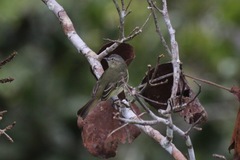Tolmomyias sulphurescens