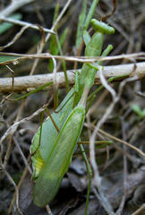 Miomantis