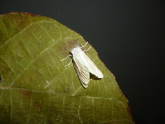 Trosiinae