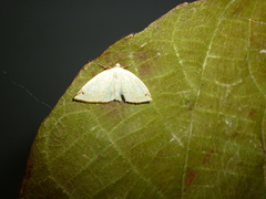 Microxydia orsitaria