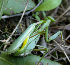Miomantis