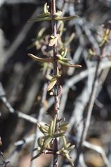 Crassula ammophila