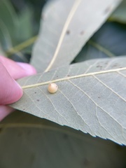 Caryomyia conoidea