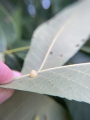 Caryomyia conoidea