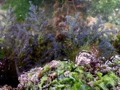 Ericaria selaginoides
