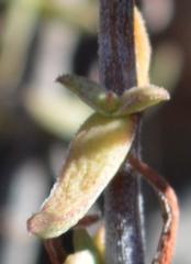 Crassula ammophila