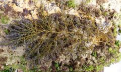 Ericaria selaginoides