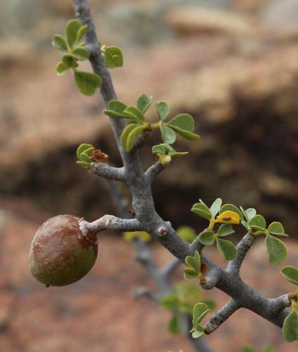 Commiphora capensis (Sond.) Engl. 3