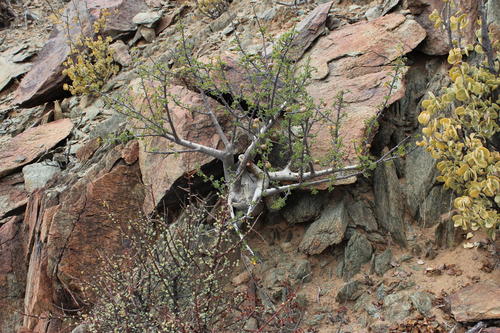 Commiphora capensis (Sond.) Engl. 4