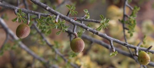 Commiphora capensis