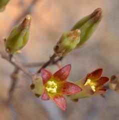 Tylecodon kritzingeri