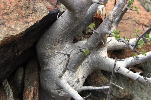 Commiphora capensis