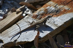 Sceloporus virgatus