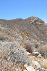 Tylecodon kritzingeri