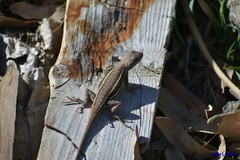 Sceloporus virgatus