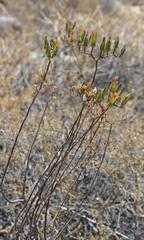 Tylecodon kritzingeri