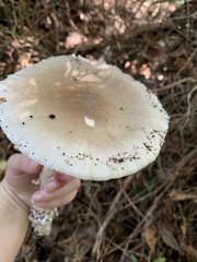 Amanita murrilliana