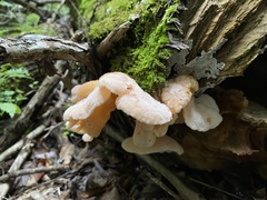 Gloeostereum incarnatum