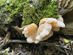 Gloeostereum incarnatum