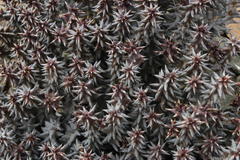 Quaqua mammillaris