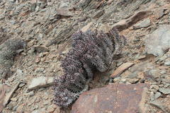 Quaqua mammillaris