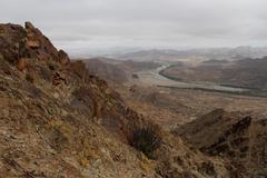 Aloidendron ramosissimum