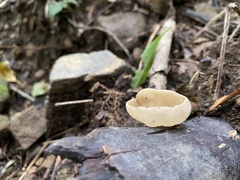 Sarcoscypha vassiljevae