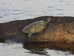 Phrynops williamsi