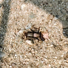 Anabrus simplex