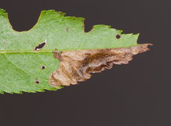 Orchestes pallicornis