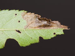 Orchestes pallicornis