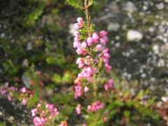 Erica gracilis