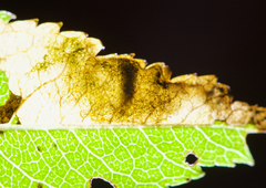 Orchestes pallicornis