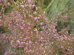 Erica gracilis