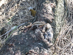 Leiocephalus lunatus