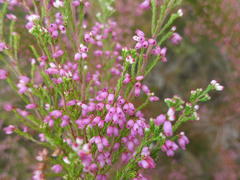Erica gracilis