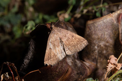 Pechipogo plumigeralis