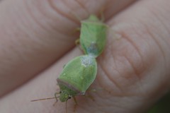 Thyanta custator custator