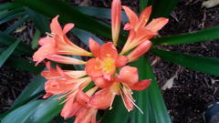 Clivia miniata miniata