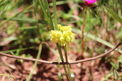 Eulophia leontoglossa