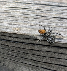 Phidippus tyrrelli