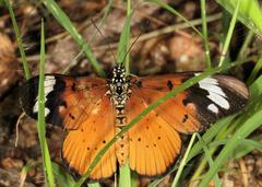 Acraea encedon encedon