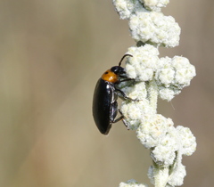 Disonycha triangularis