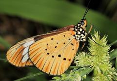 Acraea encedon encedon